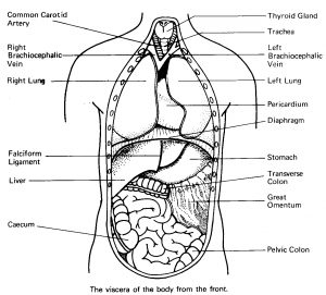 Anatomy Coloring Pages Human Organs Coloring Page Anatomy Coloring ...