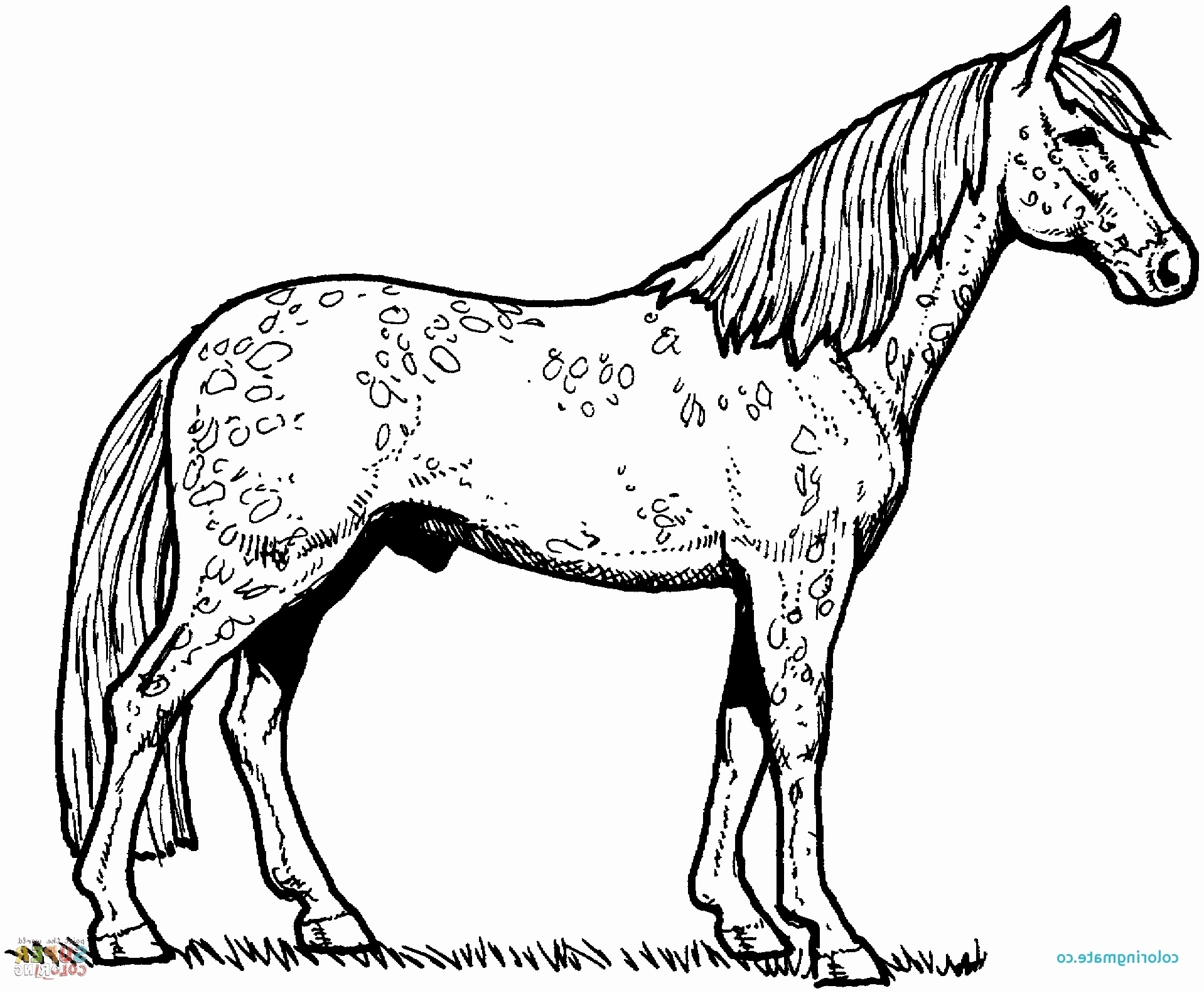 Awesome Picture of Free Horse Coloring Pages - albanysinsanity.com