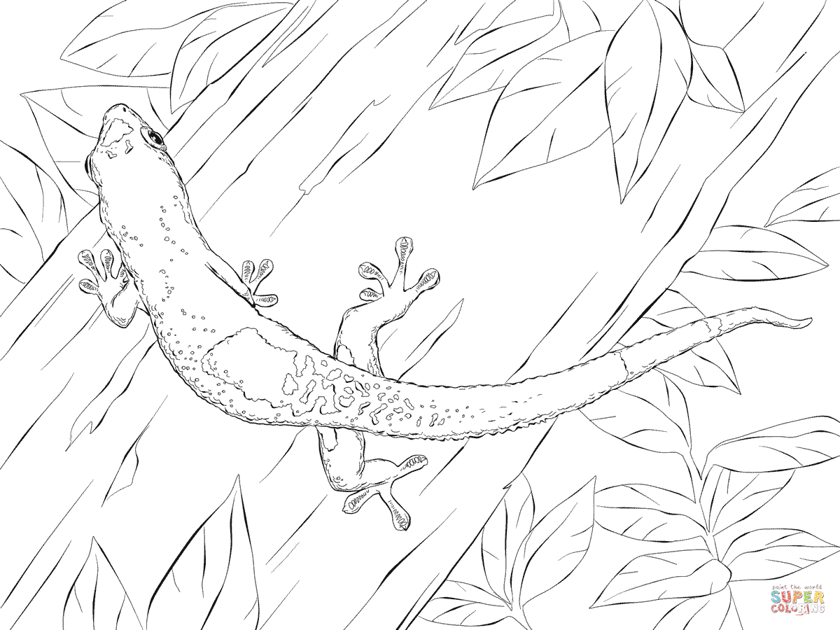 27+ Brilliant Image of Gecko Coloring Page - albanysinsanity.com