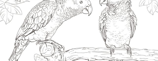 Parrot Coloring Pages Parrots Coloring Pages Free Coloring Pages