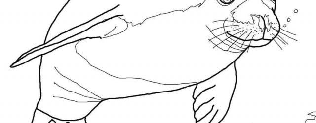 Seal Coloring Pages Seals Coloring Pages Free Coloring Pages