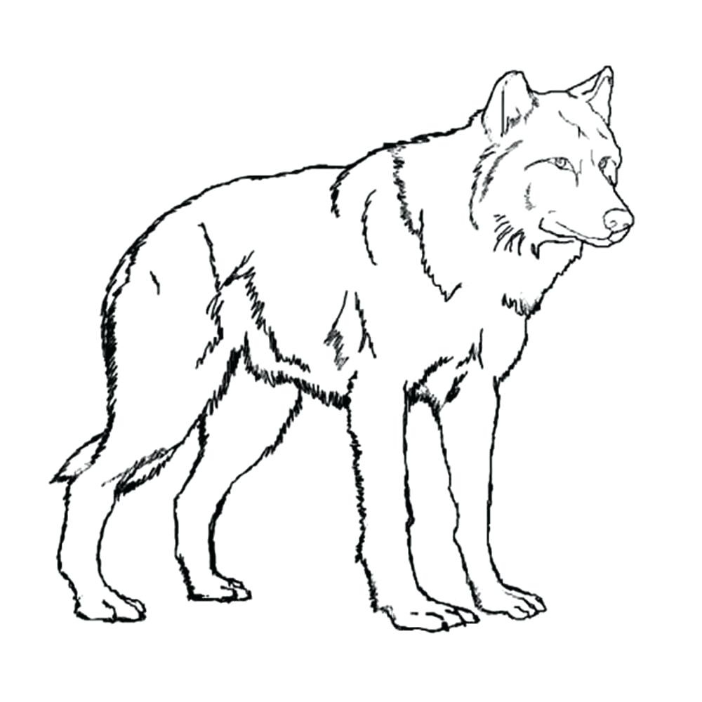 Exclusive Picture of Wolf Coloring Pages For Adults - albanysinsanity.com